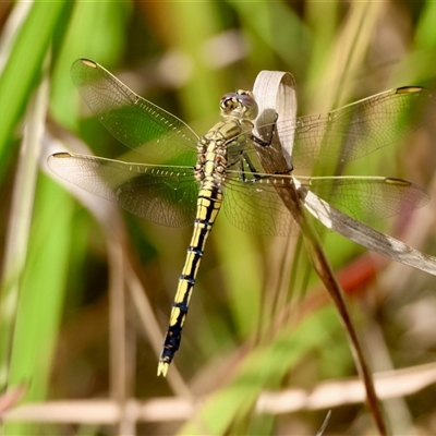 Orthetrum caledonicum (Blue Skimmer) at Moruya, NSW - 15 Mar 2025 by LisaH