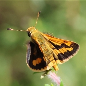 Ocybadistes walkeri at Moruya, NSW - suppressed