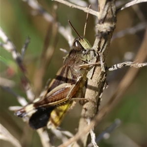 Caledia captiva at Moruya, NSW - suppressed