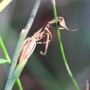 Cryptostylis erecta at Moruya, NSW - suppressed