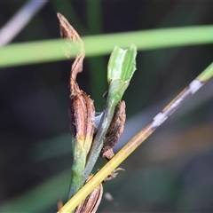 Cryptostylis erecta at Moruya, NSW - suppressed
