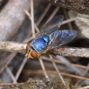 Calliphora sp. (genus) at Moruya, NSW - suppressed