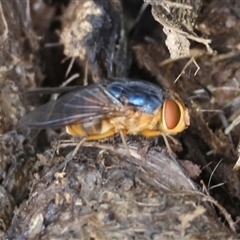 Calliphora sp. (genus) at Moruya, NSW - suppressed