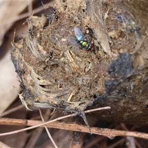Calliphora sp. (genus) at Moruya, NSW - suppressed
