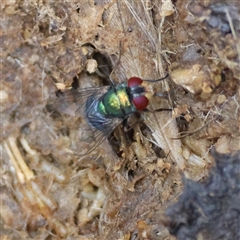 Calliphora sp. (genus) at Moruya, NSW - suppressed