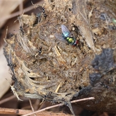Calliphora sp. (genus) at Moruya, NSW - suppressed