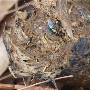 Calliphora sp. (genus) at Moruya, NSW - suppressed