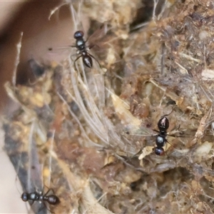 Sepsidae (family) at Moruya, NSW - suppressed