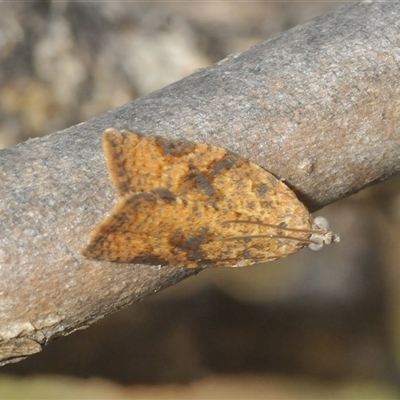 Anisogona thysanoma (Tortricinae) at Red Hill, ACT - 13 Mar 2025 by Harrisi