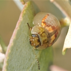 Paropsisterna m-fuscum (Eucalyptus Leaf Beetle) at Red Hill, ACT - 13 Mar 2025 by Harrisi