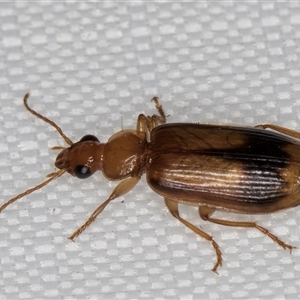 Trigonothops sp. (genus) at Melba, ACT - 13 Mar 2025 10:55 PM