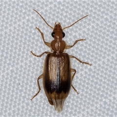 Trigonothops sp. (genus) at Melba, ACT - 13 Mar 2025 10:55 PM