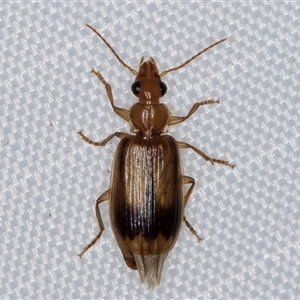 Trigonothops sp. (genus) at Melba, ACT - 13 Mar 2025 10:55 PM