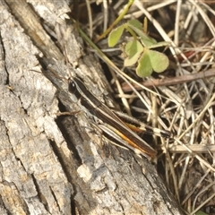 Macrotona australis (Common Macrotona Grasshopper) at Red Hill, ACT - 13 Mar 2025 by Harrisi