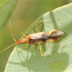 Miridae (family) (Unidentified plant bug) at Red Hill, ACT - 13 Mar 2025 by Harrisi