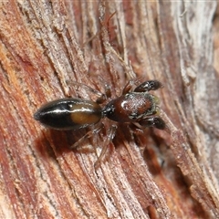 Unidentified Jumping or peacock spider (Salticidae) at Acton, ACT - 15 Mar 2025 by TimL