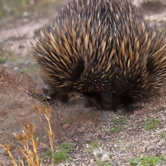 Tachyglossus aculeatus (Short-beaked Echidna) at Throsby, ACT - 12 Mar 2025 by TimL