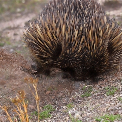 Tachyglossus aculeatus (Short-beaked Echidna) at Throsby, ACT - 12 Mar 2025 by TimL