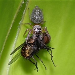 Opisthoncus polyphemus (Cyclops jumping spider) at Yarralumla, ACT - 13 Mar 2025 by TimL