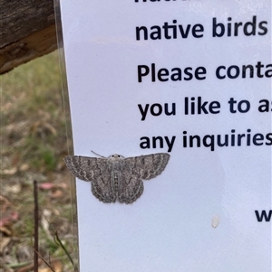 Crypsiphona ocultaria at Hackett, ACT - 12 Mar 2025 01:19 PM