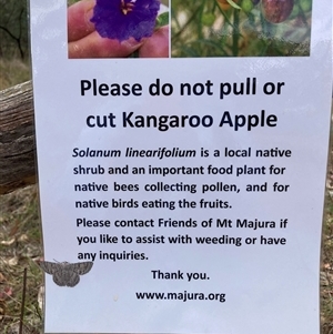 Crypsiphona ocultaria at Hackett, ACT - 12 Mar 2025 01:19 PM