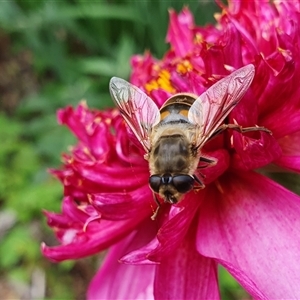 Eristalis tenax at Penrose, NSW - suppressed