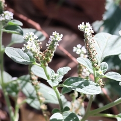 Heliotropium europaeum (Common Heliotrope, Potato Weed) at Wodonga, VIC - 15 Mar 2025 by KylieWaldon