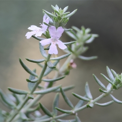 Westringia sp. at Wodonga, VIC - 15 Mar 2025 by KylieWaldon