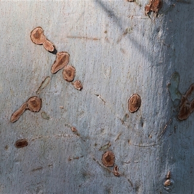 Unidentified Gum Tree at Wodonga, VIC - 15 Mar 2025 by KylieWaldon