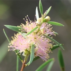 Callistemon sieberi at Wodonga, VIC - 15 Mar 2025 09:48 AM