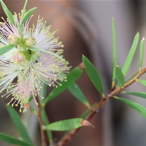 Callistemon sieberi at Wodonga, VIC - 15 Mar 2025 09:48 AM
