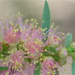 Callistemon sieberi at Wodonga, VIC - 15 Mar 2025 09:48 AM