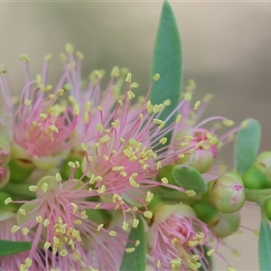 Callistemon sieberi at Wodonga, VIC - 15 Mar 2025 09:48 AM