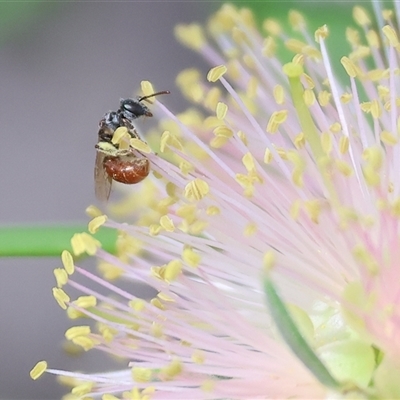 Unidentified Bee (Hymenoptera, Apiformes) at Wodonga, VIC - 15 Mar 2025 by KylieWaldon