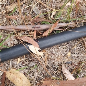 Myrmecia sp. (genus) at Bowning, NSW - suppressed