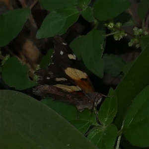 Vanessa itea at Freshwater Creek, VIC - 13 Mar 2025 02:05 PM