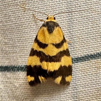 Thallarcha partita (Dark-banded Footman) at Reid, ACT - 13 Mar 2025 by Pirom