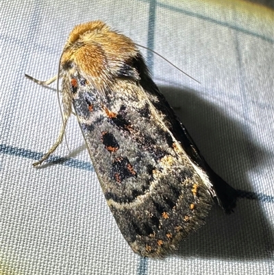 Proteuxoa sanguinipuncta (Blood-spotted Noctuid) at Reid, ACT - 15 Mar 2025 by Pirom