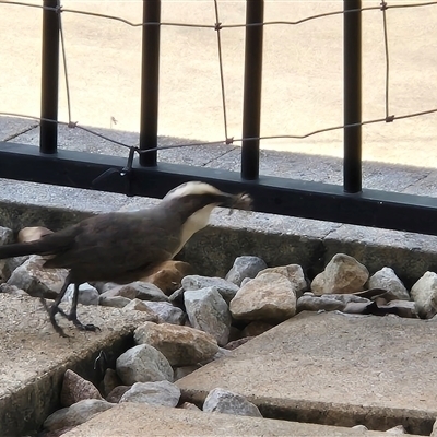 Pomatostomus temporalis temporalis (Grey-crowned Babbler) at Walligan, QLD - 16 Mar 2025 by rieteklis