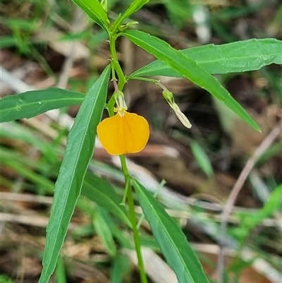 Unidentified Plant by MazzV