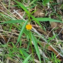Pigea stellarioides at suppressed - suppressed