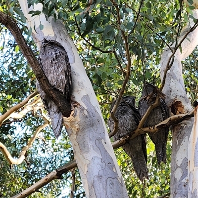 Podargus strigoides (Tawny Frogmouth) at Fyshwick, ACT - 16 Mar 2025 by Tawny4