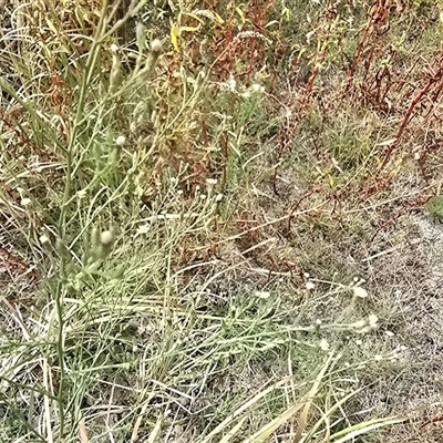 Symphyotrichum subulatum (Wild Aster, Bushy Starwort) at Hume, ACT - 16 Mar 2025 by Mike