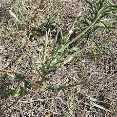 Epilobium sp. (A Willow Herb) at Hume, ACT - 16 Mar 2025 by Mike