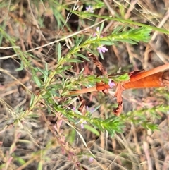 Lythrum hyssopifolia (Small Loosestrife) at Hume, ACT - 16 Mar 2025 by Mike