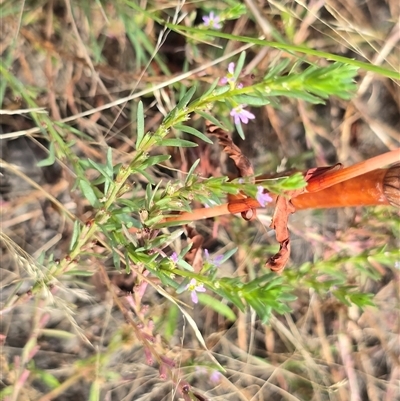 Lythrum hyssopifolia (Small Loosestrife) at Hume, ACT - 16 Mar 2025 by Mike