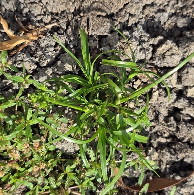 Cyperus eragrostis (Umbrella Sedge) at Hume, ACT - 16 Mar 2025 by Mike