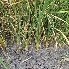 Typha domingensis (Bullrush) at Hume, ACT - 16 Mar 2025 by Mike