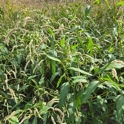 Persicaria lapathifolia (Pale Knotweed) at Hume, ACT - 16 Mar 2025 by Mike