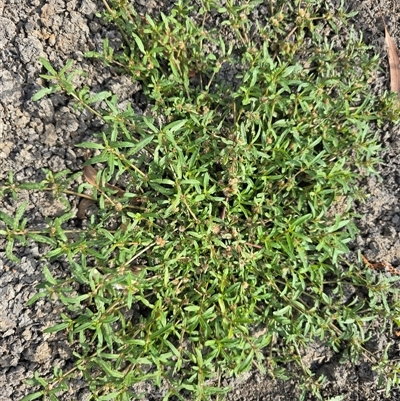 Alternanthera denticulata (Lesser Joyweed) at Hume, ACT - 16 Mar 2025 by Mike